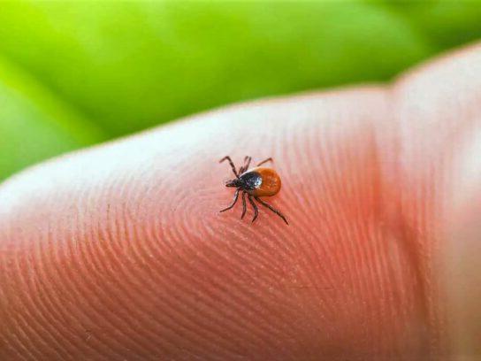 photo of a small tick probably an adult femail blacck-legged tick